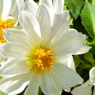 С Днем учителя!